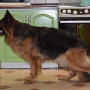 V28(PL) Lora Mis-Maz