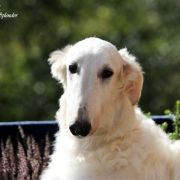 LORD ELROND Impuls i Splendor