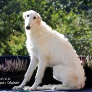 LORD ELROND Impuls i Splendor