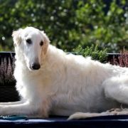 LORD ELROND Impuls i Splendor