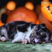 LOUIS DE FUNES Lohrien 