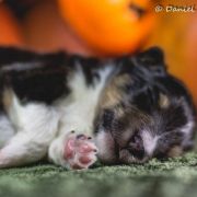 LOUIS DE FUNES Lohrien 2