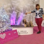 LOVE AFFAIR SAKURA Lhasania FCI 4