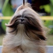 LOVE AFFAIR SAKURA Lhasania FCI 3