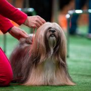 LOVE AFFAIR SAKURA Lhasania FCI 2