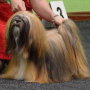 LOVE AFFAIR SAKURA Lhasania FCI