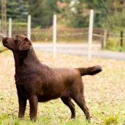 LOVE REAL AZGARD FCI