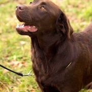 LOVE REAL AZGARD FCI 2