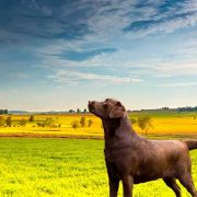 LOVE REAL AZGARD FCI 3