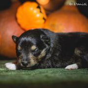 LUCK SKY WALKER Lohrien 2