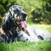 Lucksheray Darkness 2