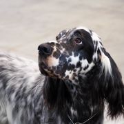 Lucksheray Darkness 4