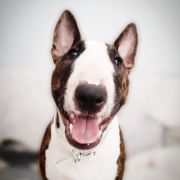 LUCKY BEAST IN TROUBLE FROM Fitbull