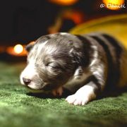 Lucky Luck Lohrien 2