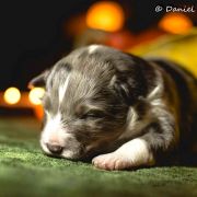 Lucky Luck Lohrien 3