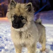 LUCREZIA Shaggy Fluff