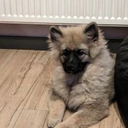 LUCREZIA Shaggy Fluff