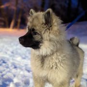 LUCREZIA Shaggy Fluff