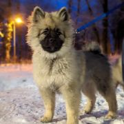 LUCREZIA Shaggy Fluff