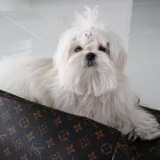 Lulu Guiness Yorkville FCI 2