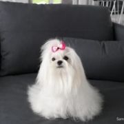 Lulu Guiness Yorkville FCI 3