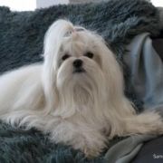 Lulu Guiness Yorkville FCI 4