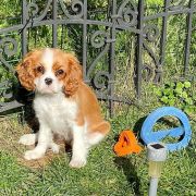 LUNA 'Ex imo Corde (FCI)