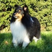 Lunar Kingdom Present FCI FAIRY TALE