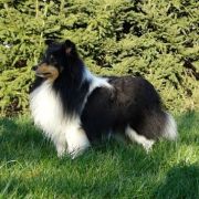 Lunar Kingdom Present FCI FAIRY TALE 2