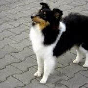 Lunar Kingdom Present FCI FAIRY TALE 3