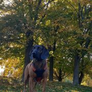 Łuska z Wilczewskich Wydm