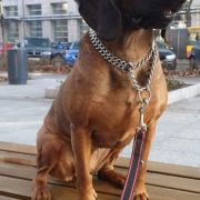 Łuska z Wilczewskich Wydm 2