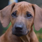 Lysanna Masai Girl For Ginger Ridge