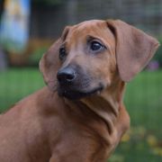 Lysanna Masai Girl For Ginger Ridge 2