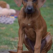 Lysanna Masai Girl For Ginger Ridge 3