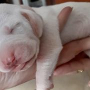 M miot Gończy Porcelaine 02-04-2021 3