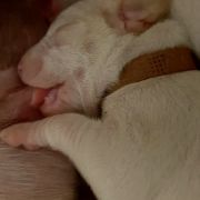 M miot Gończy Porcelaine 02-04-2021 4