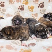 M szczenięta akity z gwarancją zdrowia