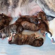 M szczenięta akity z gwarancją zdrowia