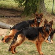 MACEDONIA von SKORPIONENBLUT