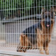 MACEDONIA von SKORPIONENBLUT