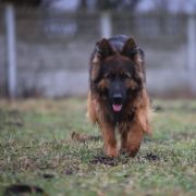 MACEDONIA von SKORPIONENBLUT