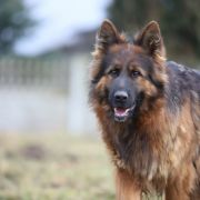 MACEDONIA von SKORPIONENBLUT