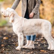 MADE IN ITALIA LUXOTTICA z Arislandu