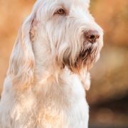 MADE IN ITALIA LUXOTTICA z Arislandu