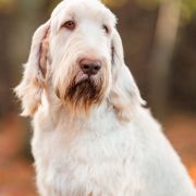 MADE IN ITALIA LUXOTTICA z Arislandu