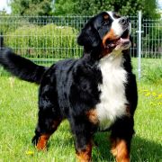 MADEMOISELLE Source of Happiness FCI