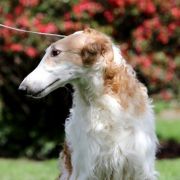 MAGIC JOHNSON Impuls i Splendor