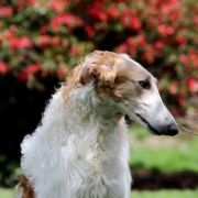 MAGIC JOHNSON Impuls i Splendor