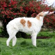 MAGIC JOHNSON Impuls i Splendor